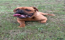 Dogue De Bordeaux dogs for stud: KC Registered Dogue de Bordeaux Available for Stud - Image 1