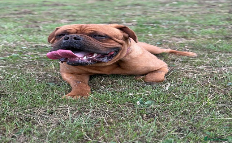 Dogue De Bordeaux dogs - Advert 1