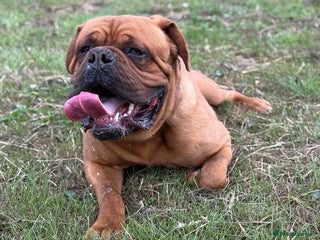 Dogue De Bordeaux dogs - Advert 2