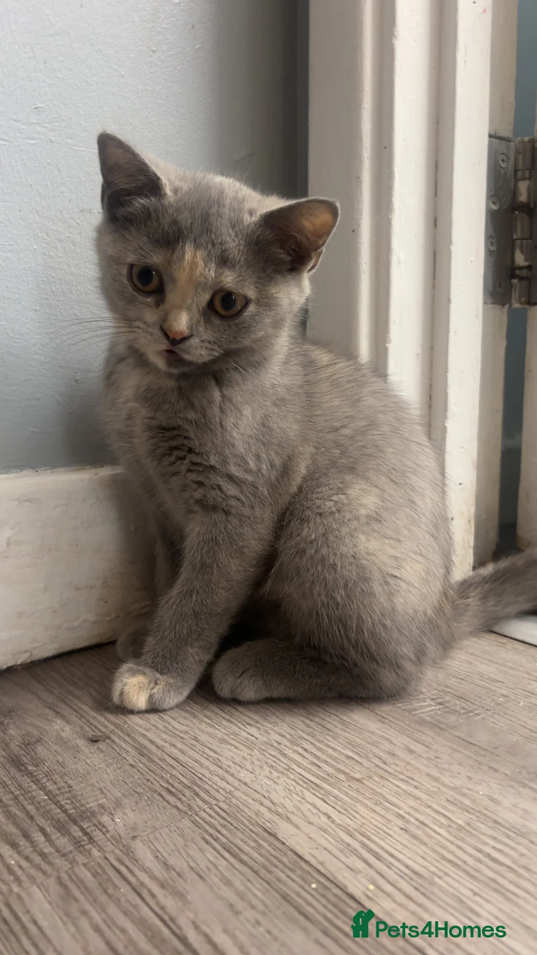 Scottish Fold cats for sale: TICA /  Scottish fold x  BSH   - Advert 2