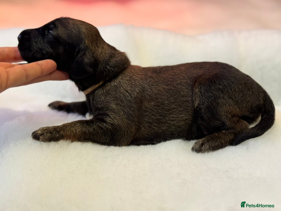 Afghan Hound dogs for sale: Afghan Hound Litter AVAILABLE - Image 4