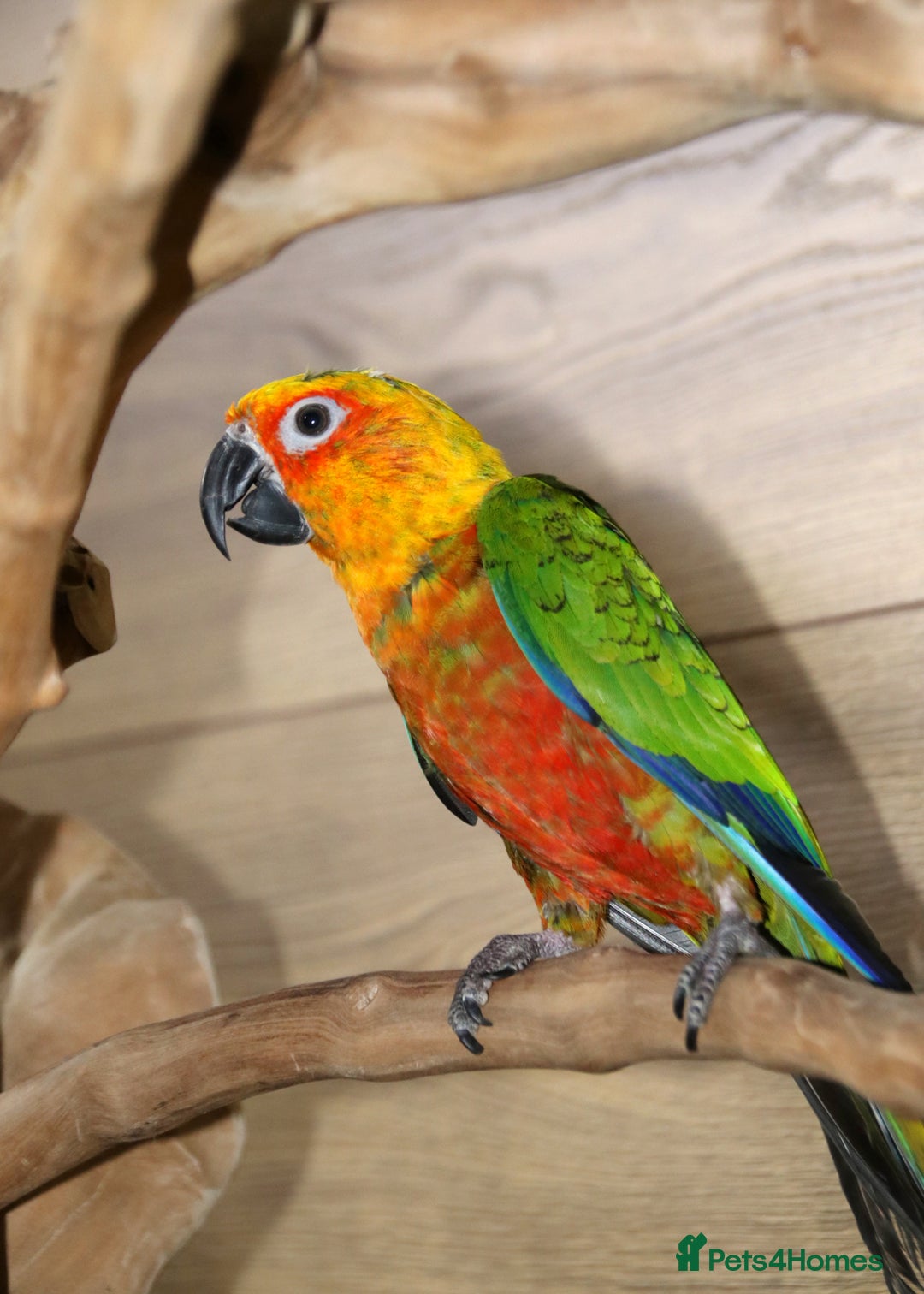 Parrots birds for sale: Talking Parrot and bird Available - Advert 11