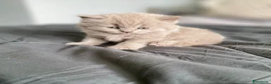 British Shorthair Kitten 1