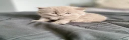 British Shorthair cats for sale: Pure British shorthair kittens Genetically tested - Advert 11