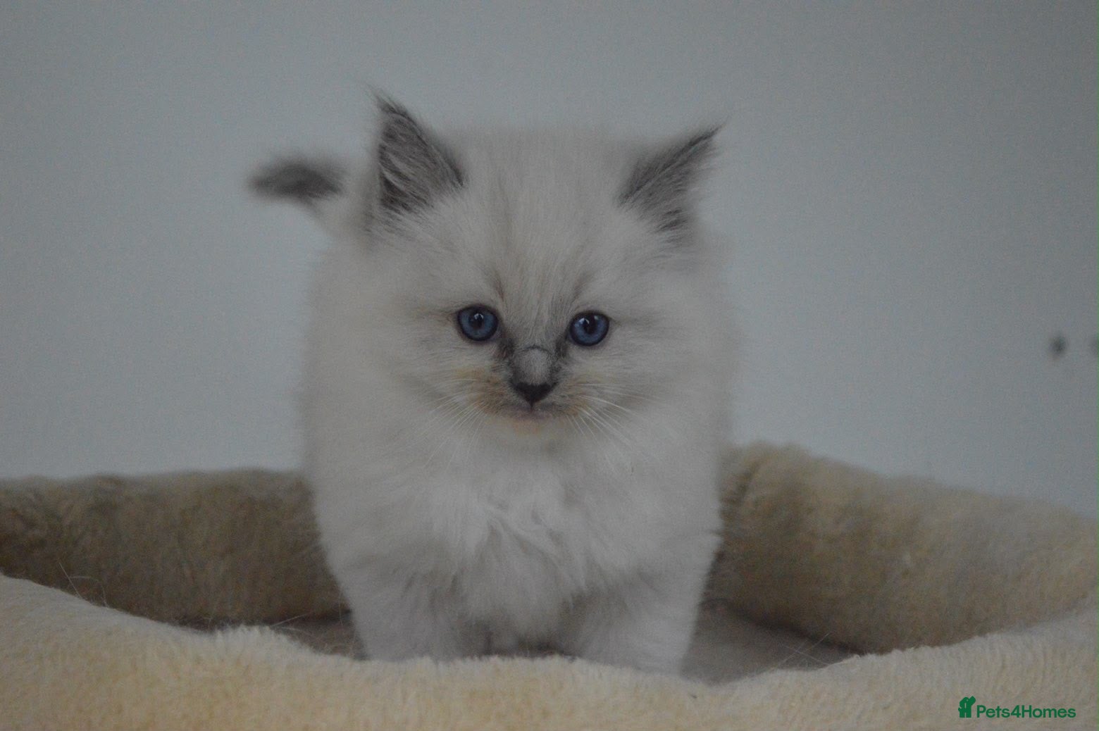 Ragdoll cats for sale: Blue Ragdoll Kittens parents health tested  - Advert 2