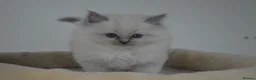 Ragdoll cats for sale: Blue Ragdoll Kittens parents health tested  - Advert 2