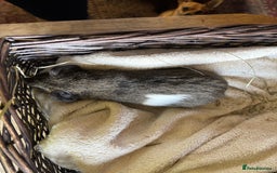 Guinea Pig rodents for sale: Beautiful baby guinea pigs for sale  - Image 17