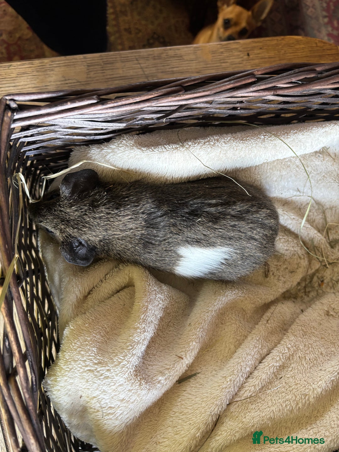 Guinea Pig rodents for sale: Beautiful baby guinea pigs for sale  - Image 17