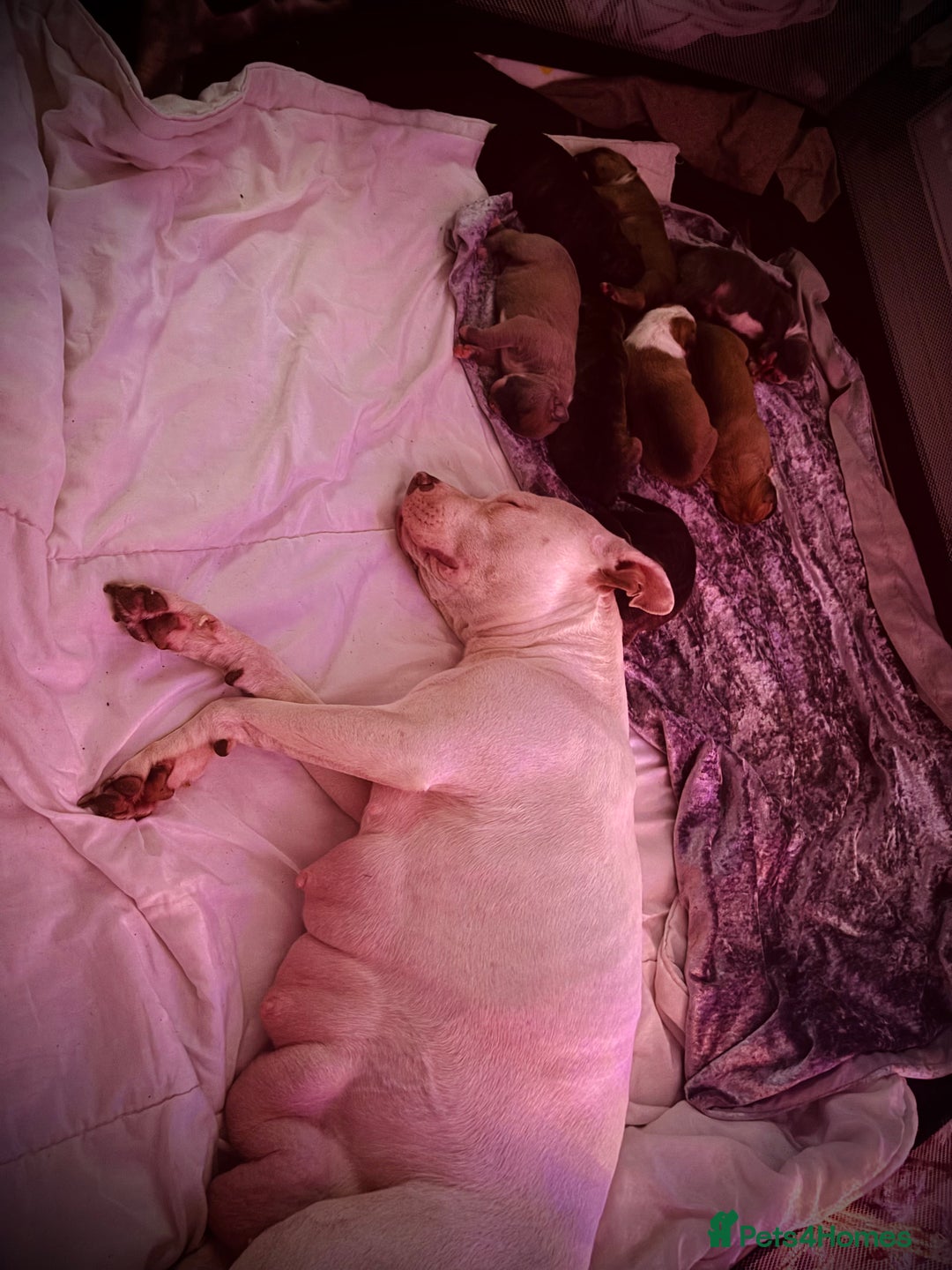 Mixed Breed dogs for sale: Pressa x American bulldog pups  - Image 11