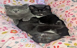 Domestic Shorthair cats for sale: Kittens  - Image 2