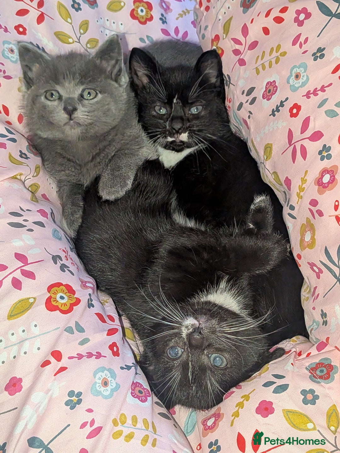 Domestic Shorthair cats for sale: Kittens  - Image 2