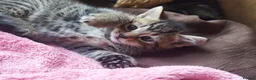 Bengal cats for sale: Beautiful kitten ready for new home 🐾🐈 - Advert 22