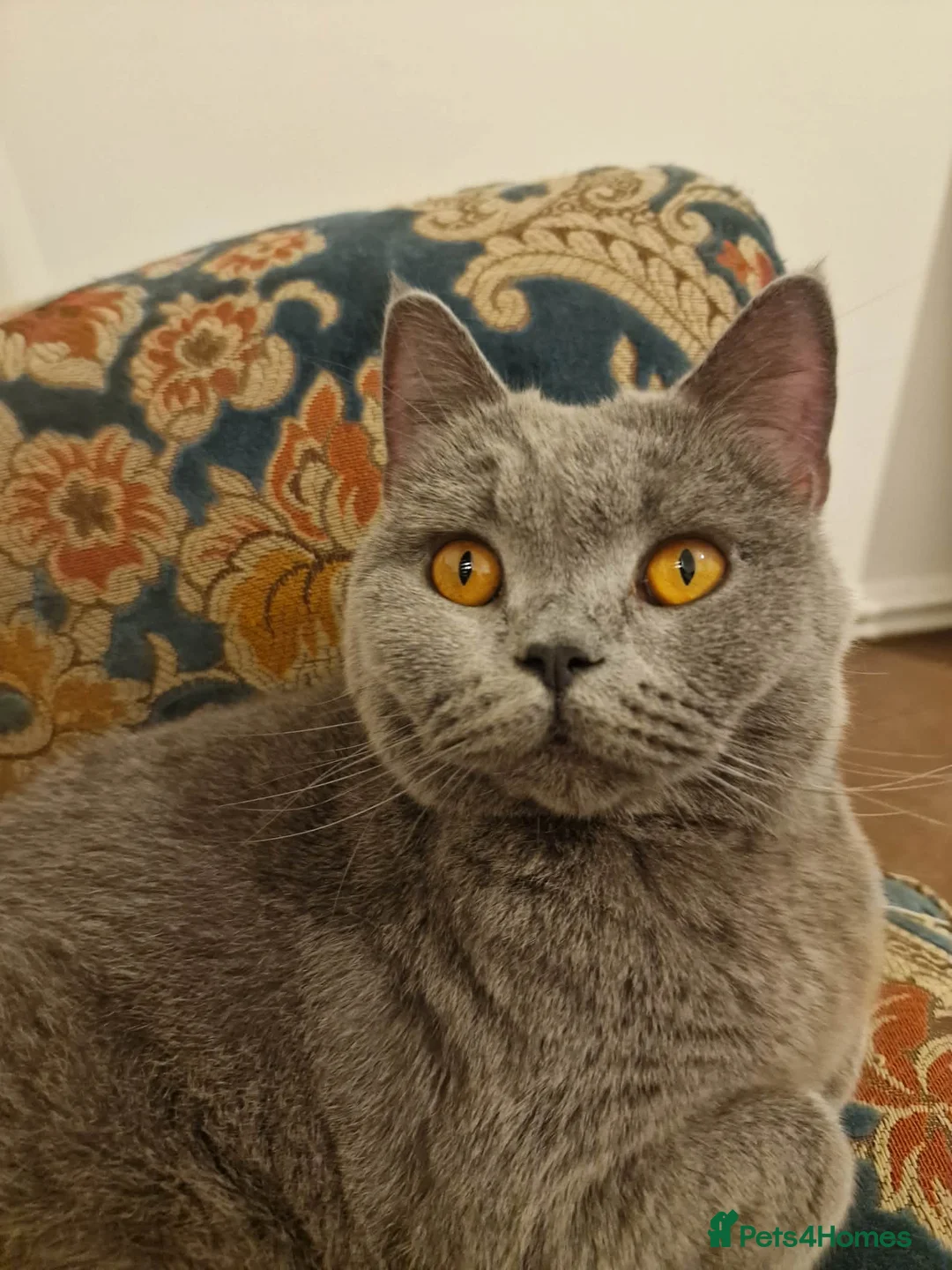 British Shorthair cats for sale: British shorthair kittens  - Advert 12