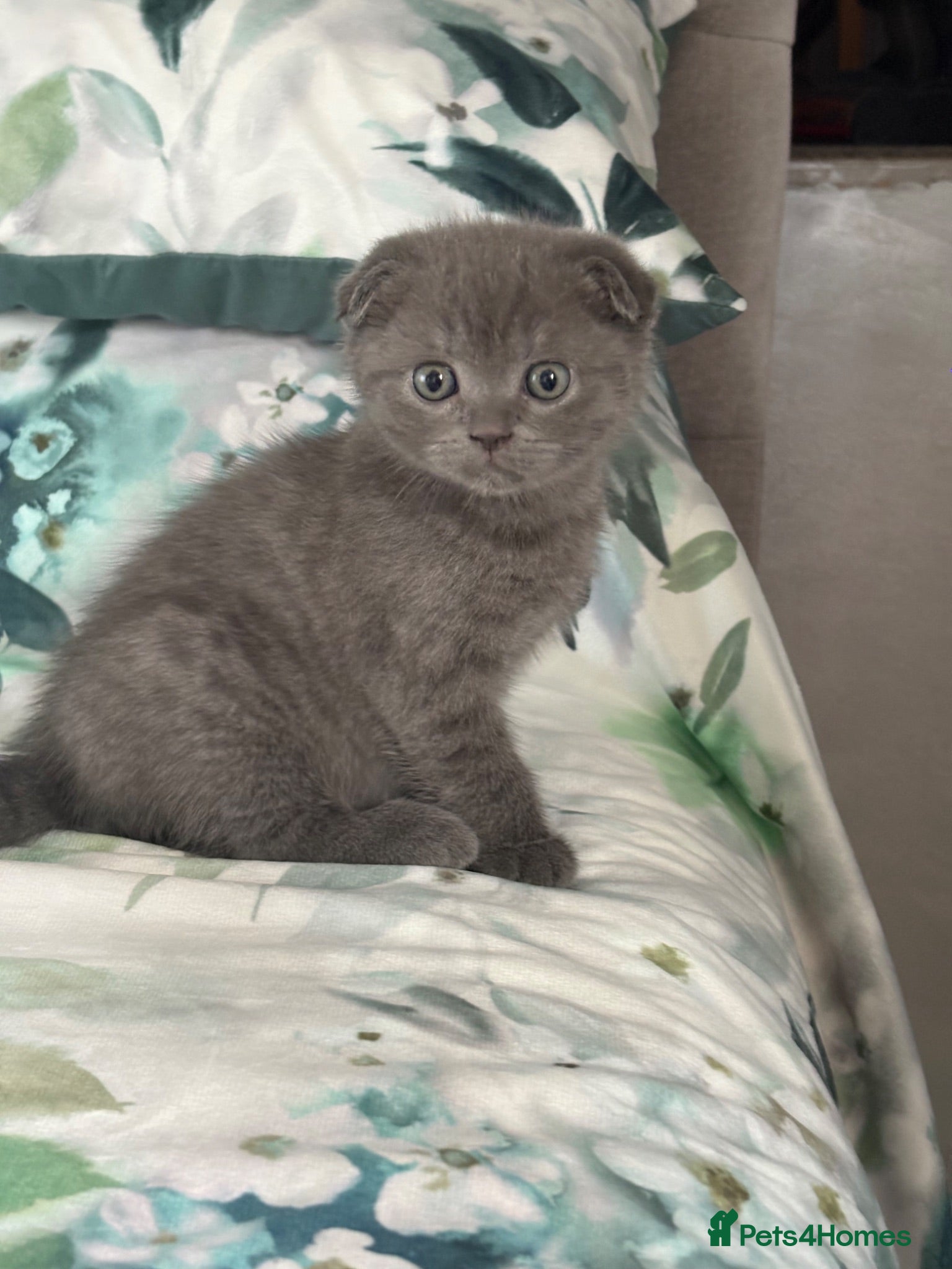 Scottish Fold cats 🐈‍⬛4 amazing Scottish Fold/Straight kittens - Advert 2