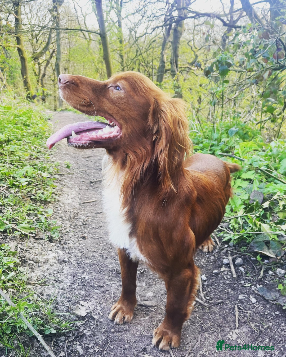 Cocker Spaniel dogs for sale: KC Reg Fox Red Working Cocker Spaniel Male  - Image 1