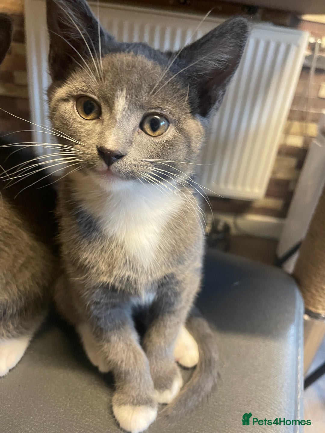 Domestic Shorthair cats for sale: 2 adorable girl kittens for sale  - Advert 3