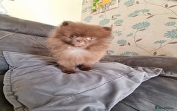 Pomeranian dogs for sale: Kc registered teddy bear pomeranians - Image 6