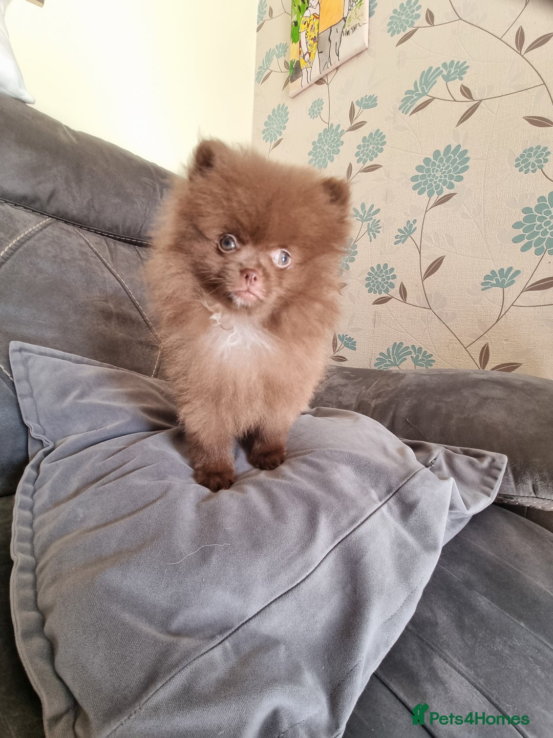 Pomeranian dogs for sale: Kc registered teddy bear pomeranians - Image 6