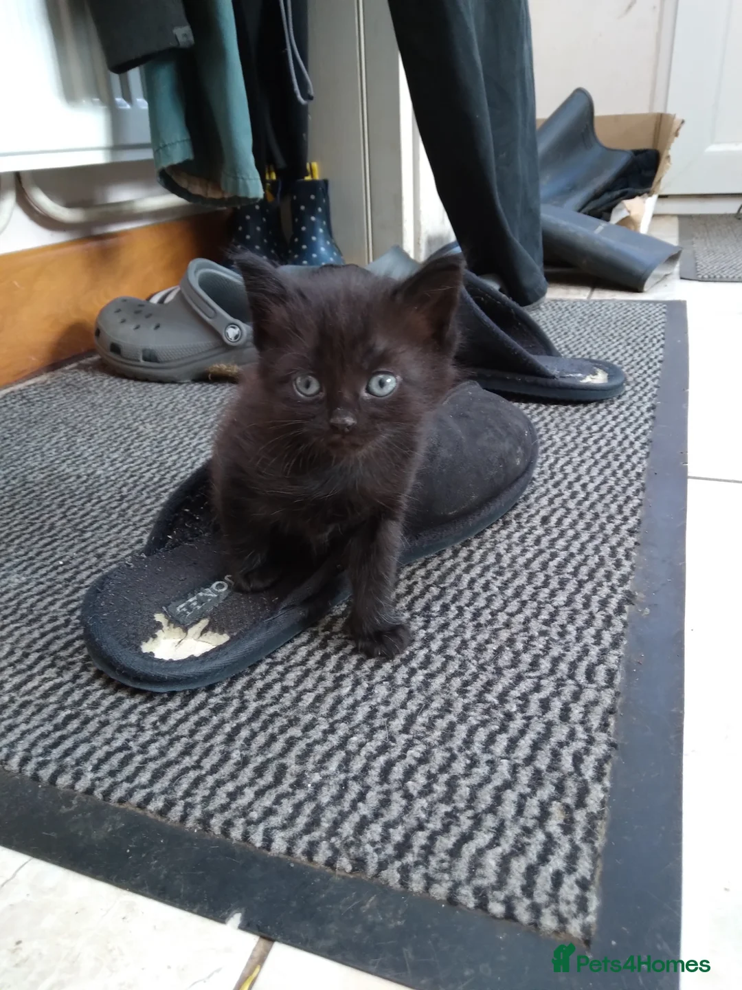 Mixed Breed cats for sale: Beautiful kitten's  - Advert 2