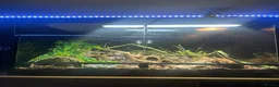 Leopard Gecko reptiles for sale: Leopard gecko and full set up - Advert 2