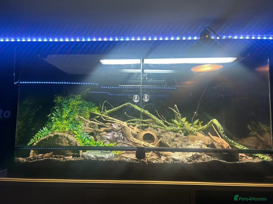 Leopard Gecko reptiles for sale: Leopard gecko and full set up - Advert 2