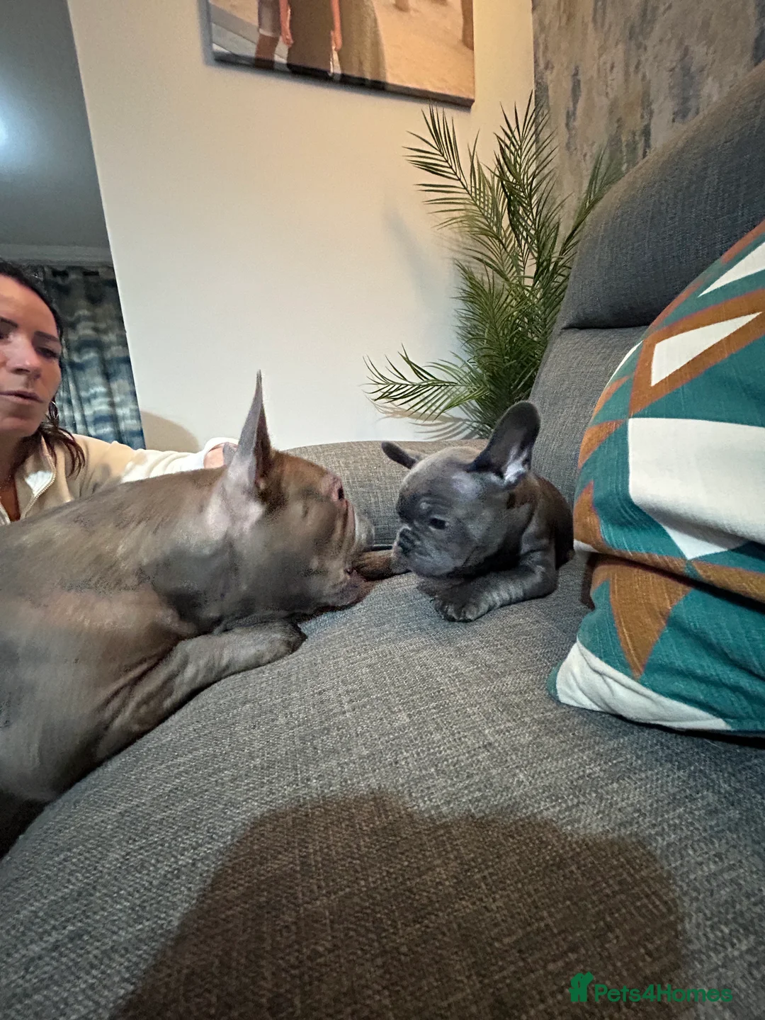 French Bulldog dogs for sale: Kc registered girl ready to go now - Advert 32