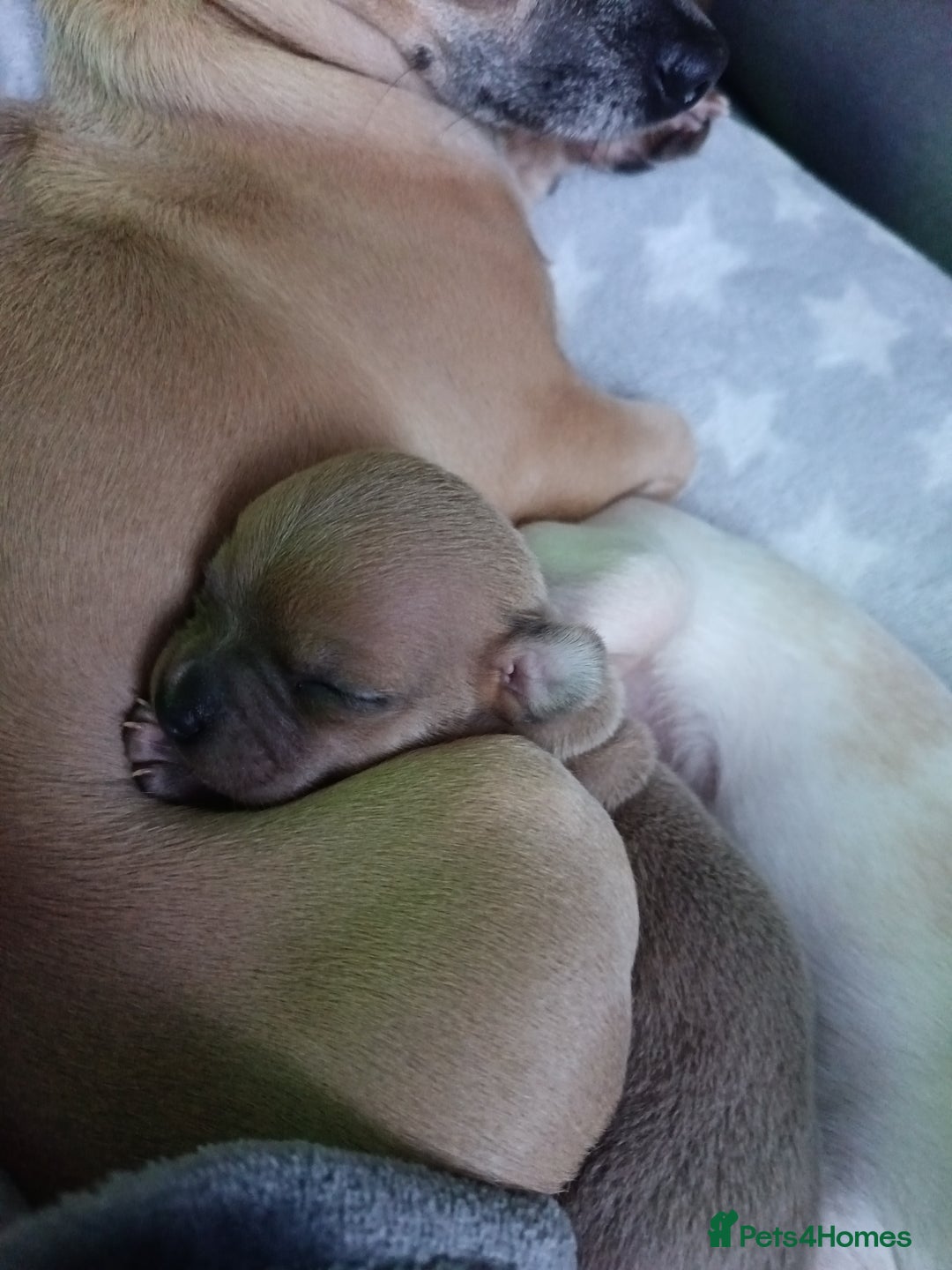 Chihuahua dogs for sale: Chihuahua boy 💙 - Advert 9