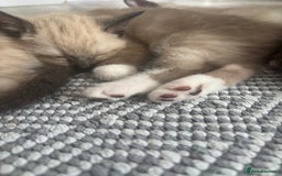 Ragamese cats for sale: ragamese kittens - Image 13
