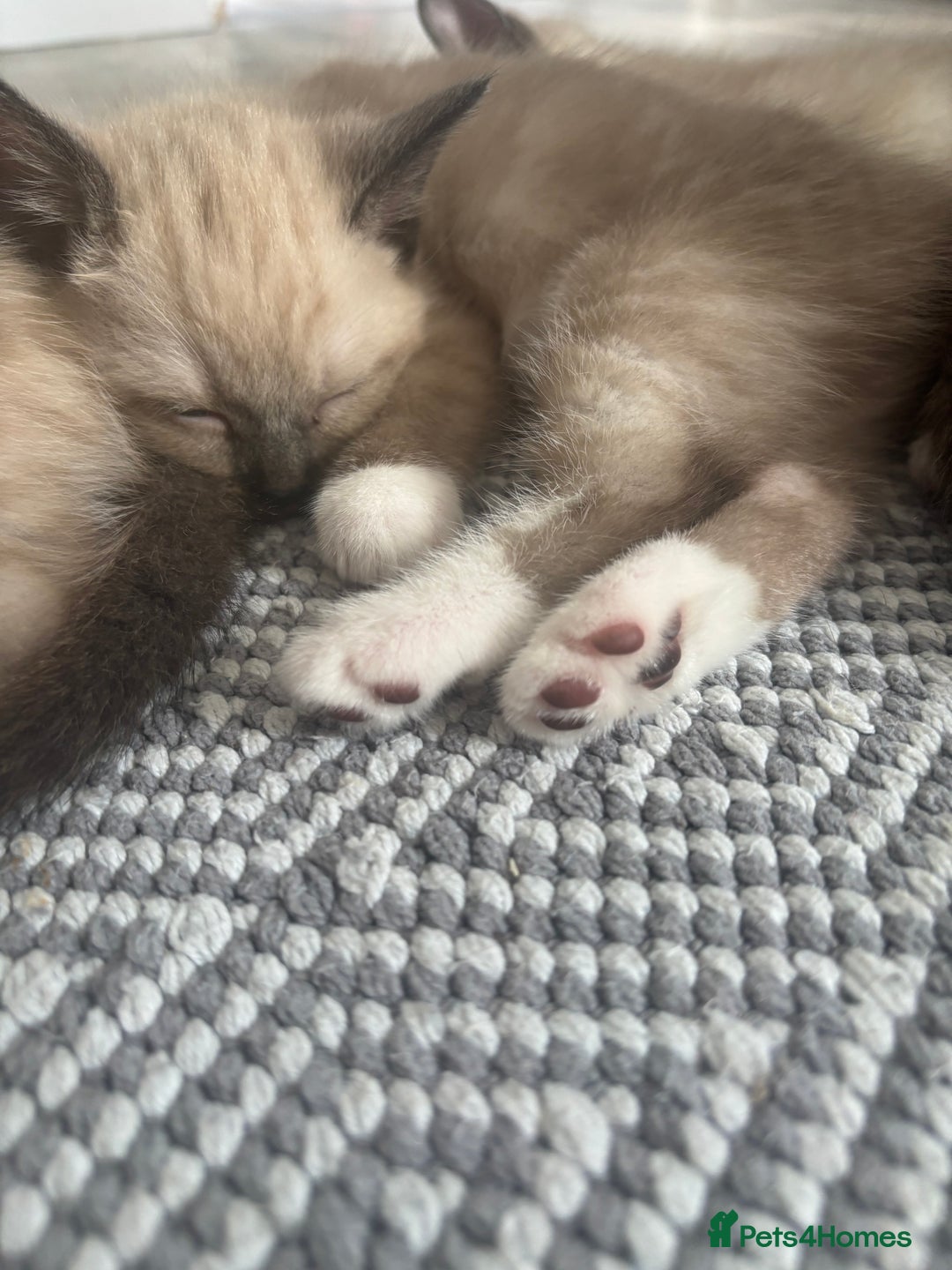 Ragamese cats for sale: ragamese kittens - Image 13