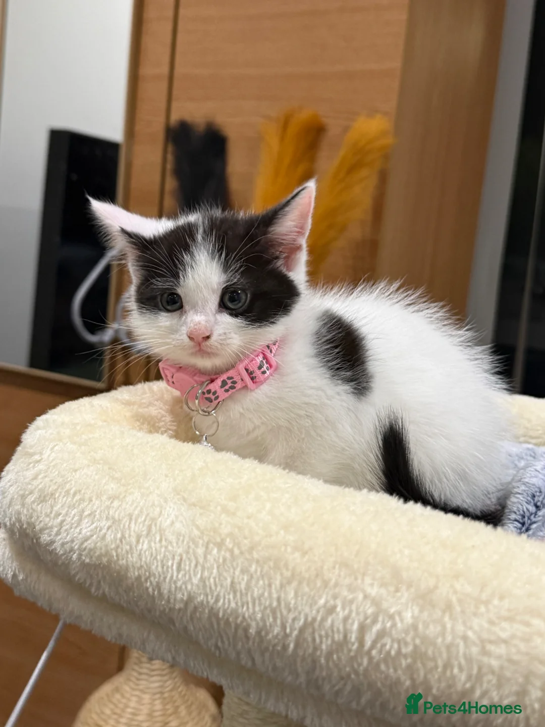 Mixed Breed cats for sale: Girl kitten  in Slough - Advert 3