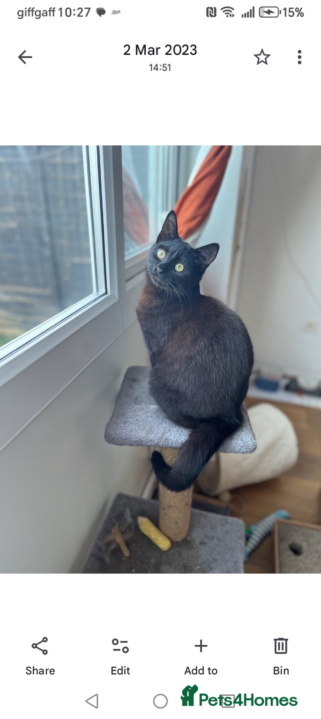 Domestic Shorthair cats for sale: Lola & Titch brother and sister  - Image 2