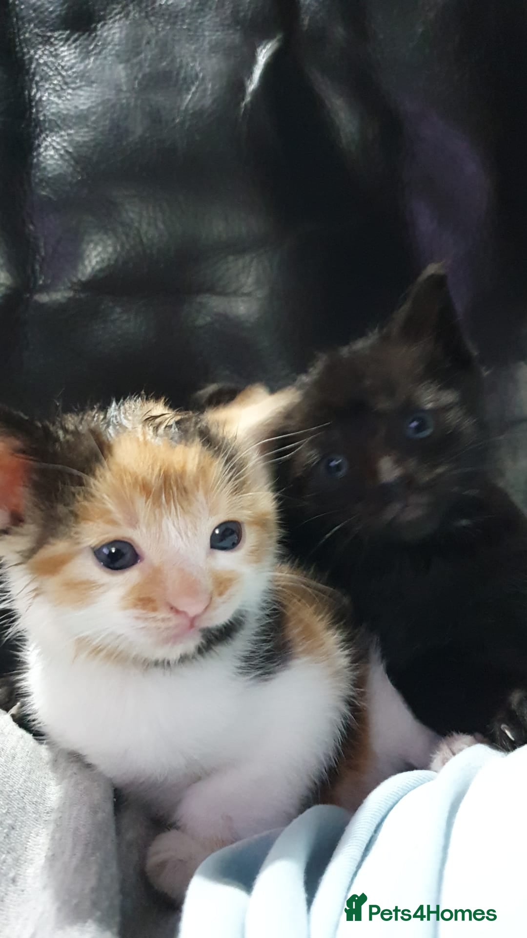 British Shorthair cats for sale: Adorable kittens - Image 3