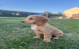 Cocker Spaniel dogs for sale: Working red cocker spaniel puppies for sale - Image 13