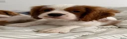 Cavalier King Charles Spaniel dogs for sale: “KC Registered Blenheim Cavalier King Charles Sp - Advert 7