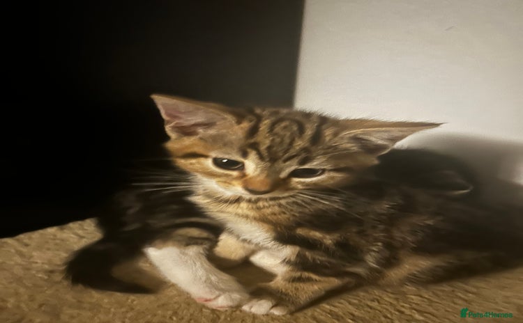 Domestic Shorthair cats Two gorgeous male kittens £100 each both £150 - Advert 1