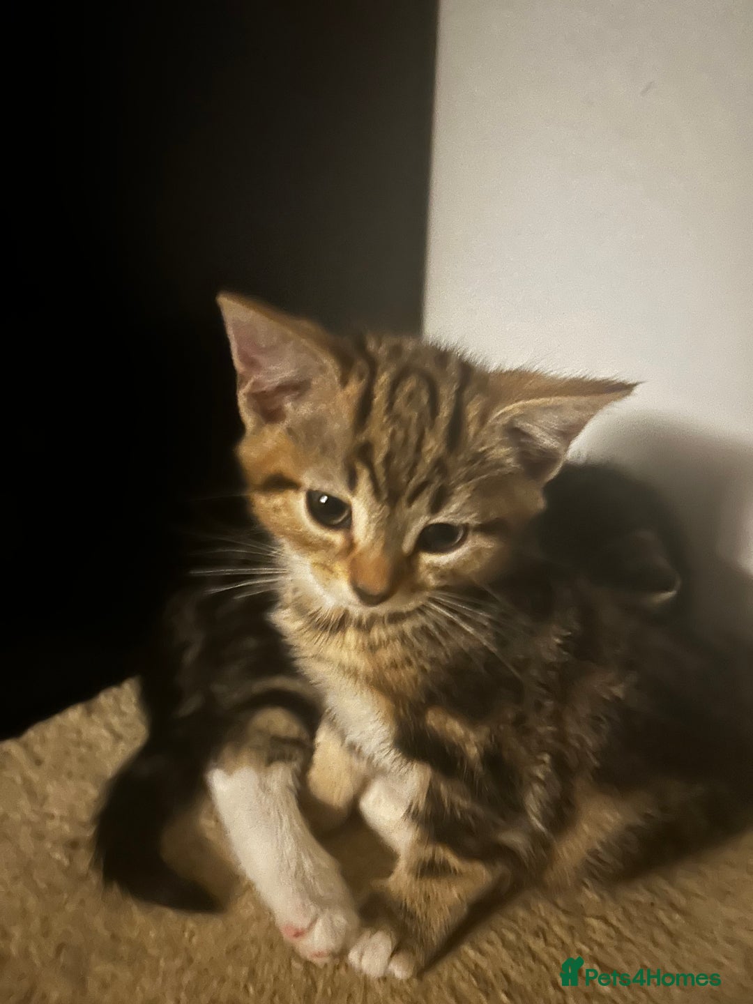 Domestic Shorthair cats for sale: Two gorgeous male kittens £100 each both £150 - Advert 1