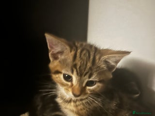 Domestic Shorthair cats Two gorgeous male kittens £100 each both £150 - Advert 1