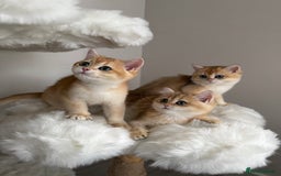 British Shorthair cats for sale: British Shorthair Golden Lilac kittens  - Image 8