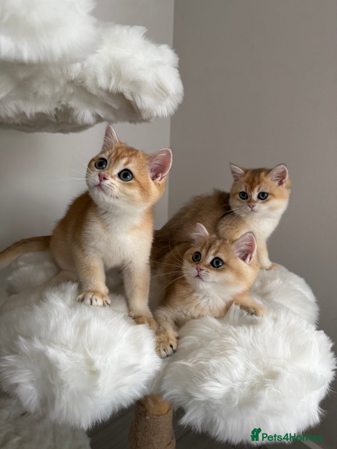British Shorthair cats for sale: British Shorthair Golden Lilac kittens  - Image 8