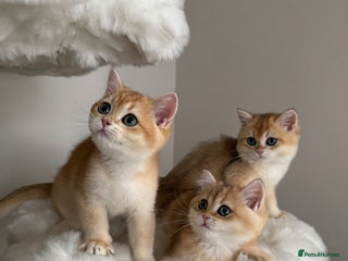 British Shorthair cats - Advert 4