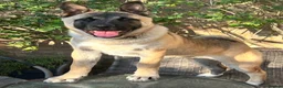 Mixed Breed dogs for sale: 4 year old Akita male, gentle, loving, family dog - Advert 9