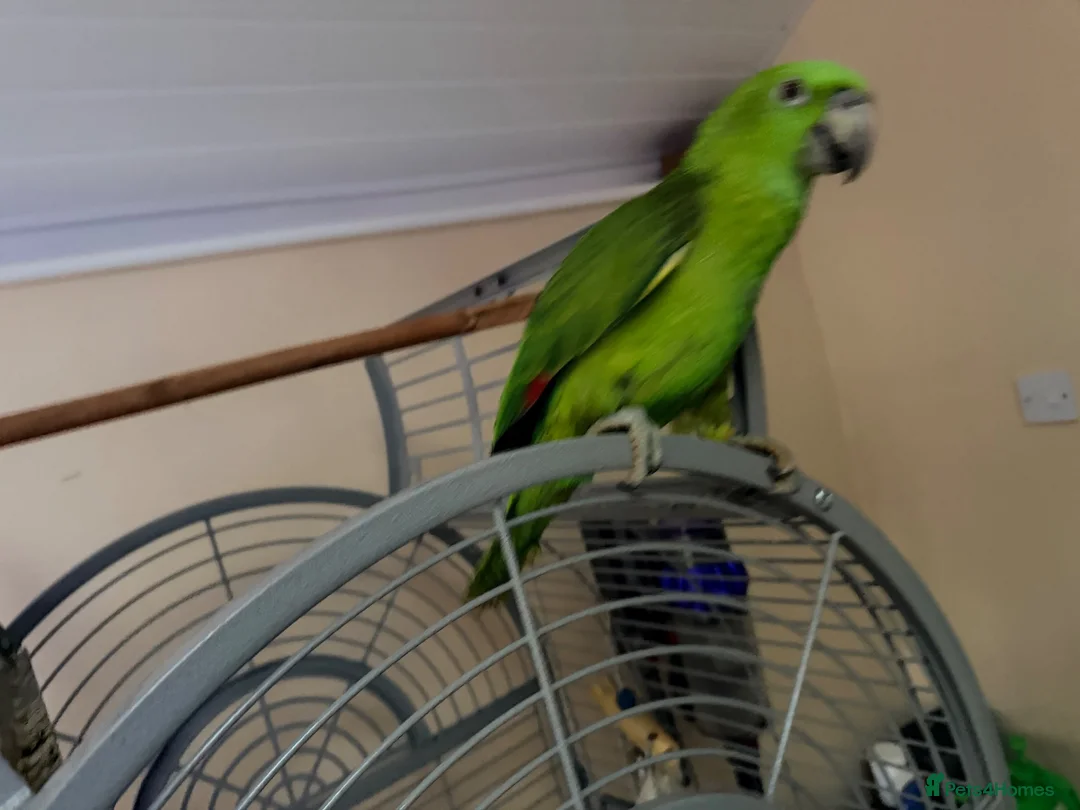 Parrots birds for sale: 10 month old tane Yellow naped amazon - Advert 1