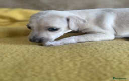 Italian Greyhound dogs for sale: Tiny cream and white Italian Greyhound boys - Image 2