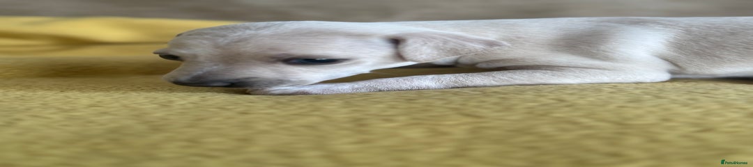 Italian Greyhound Puppy 1