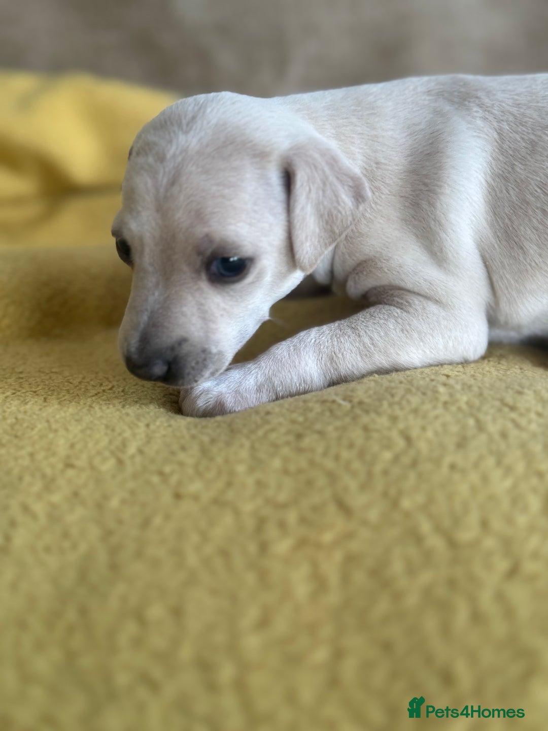 Italian Greyhound dogs for sale: Tiny cream and white Italian Greyhound boys - Image 2