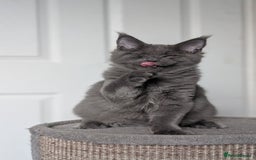 Maine Coon cats for sale: Maine coon kitten. Tica registered - Image 14
