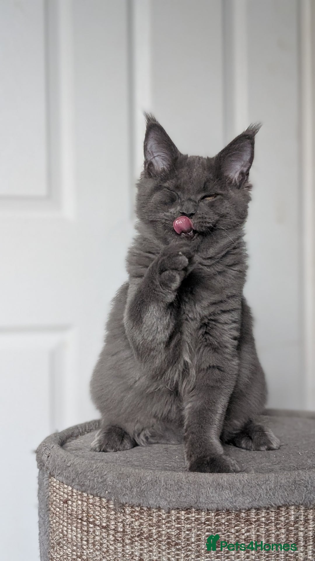 Maine Coon cats for sale: Maine coon kitten. Tica registered - Image 14