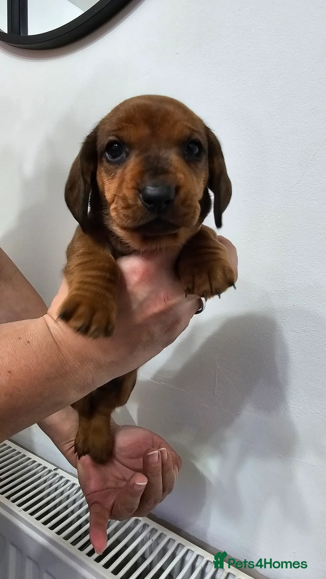 Dachshund dogs for sale: Ready Now ! KC Standard Dachshund puppies!  - Advert 25