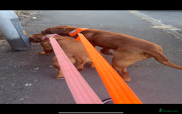 Dogue De Bordeaux dogs for sale: Full kc registered champion bloodline ddb puppies  - Image 3