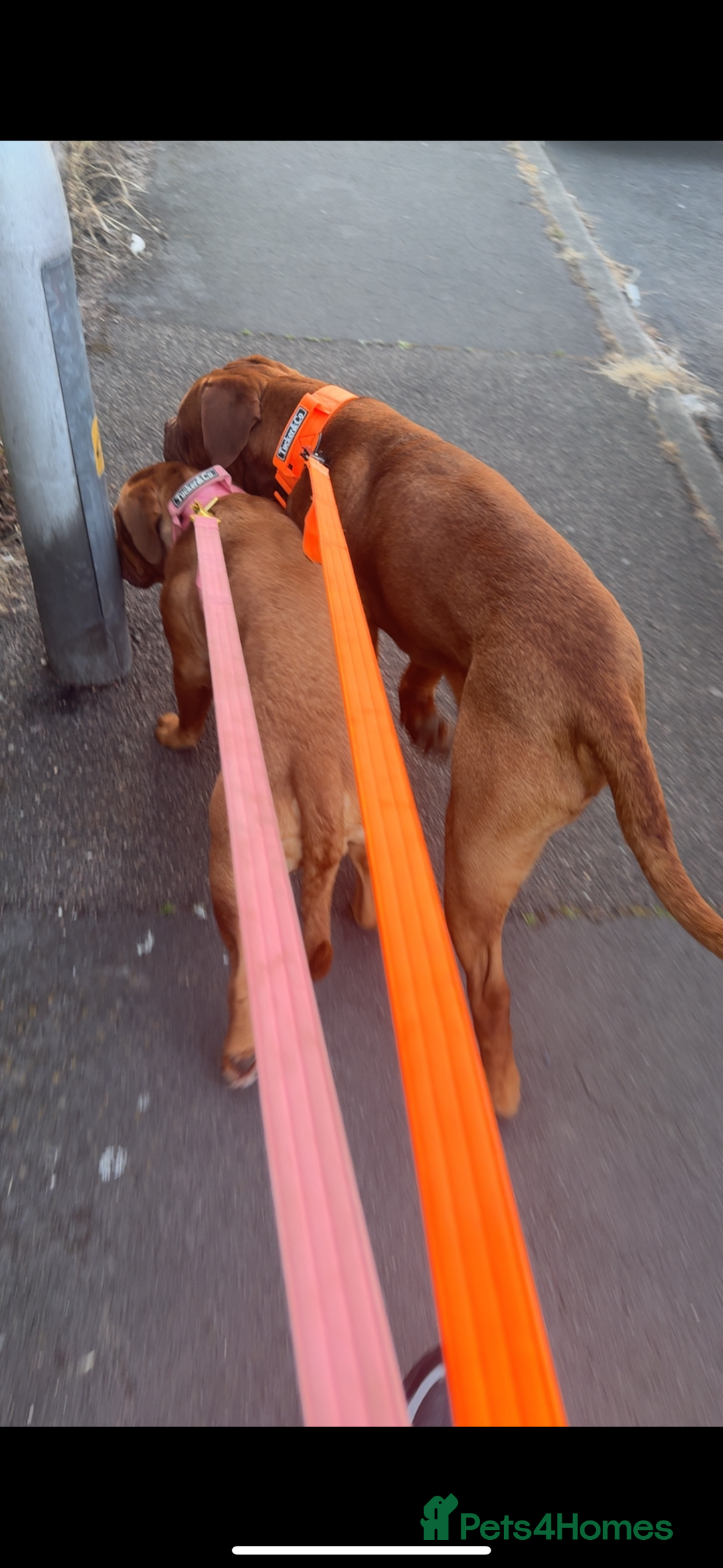 Dogue De Bordeaux dogs for sale: Full kc registered champion bloodline ddb puppies  - Image 3